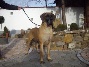 Nadesha vom Bökelmanns Hof