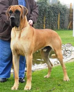 Yasim vom Haus Gerwin