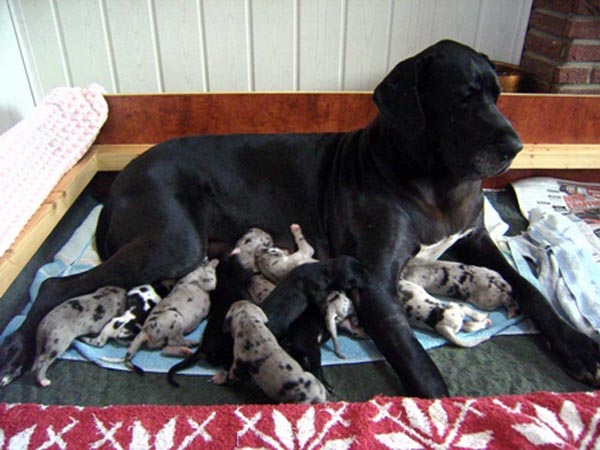 Welpen von Kimberly