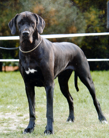 Jamaica vom Böckelmann´s Hof