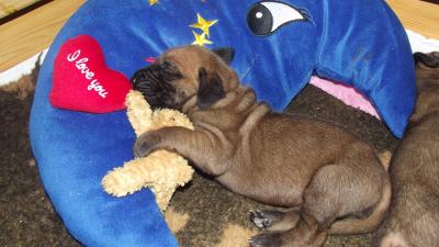 Unsere Welpen