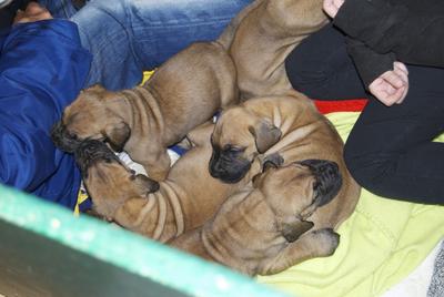 Unsere Welpen