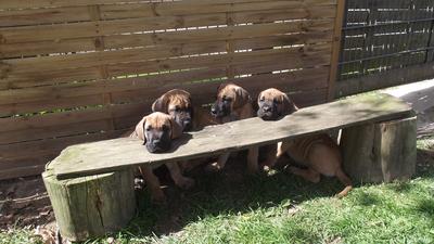 Unsere Welpen