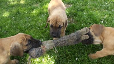 Unsere Welpen