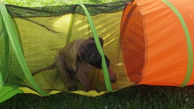 Unsere Welpen