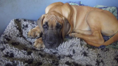 Unsere Welpen
