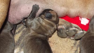 Wir haben Welpen!
