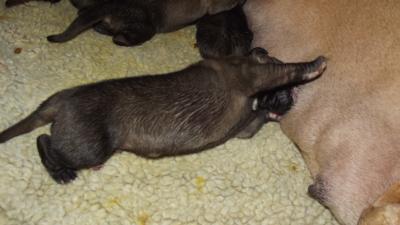 Wir haben Welpen!