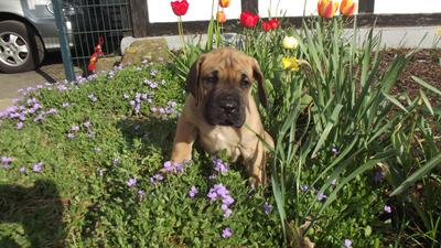 Unsere Welpen