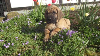 Unsere Welpen