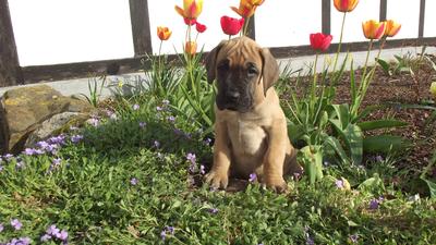 Unsere Welpen