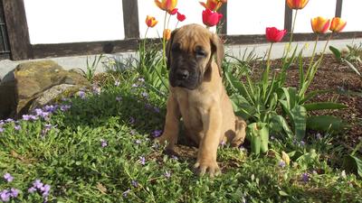 Unsere Welpen